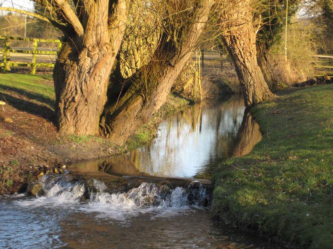 Bonny Brook Marsh